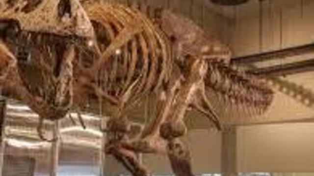Dünyanın Bilinen En Büyük T. rex'inin Kırık Kaburgasında 66 Milyon Yıl Öncesine Ait Bir Detay Keşfedildi